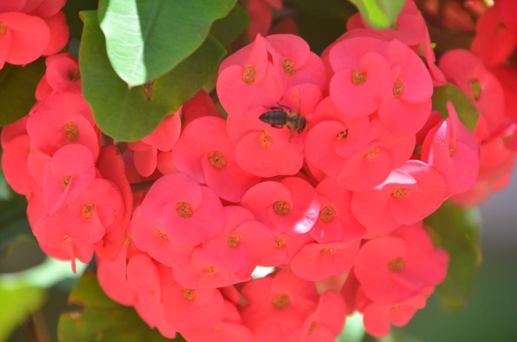Anse aux Pins Green Palm Self Catering מראה חיצוני תמונה